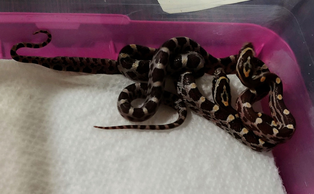 How to Start a Profitable Snake Breeding Business