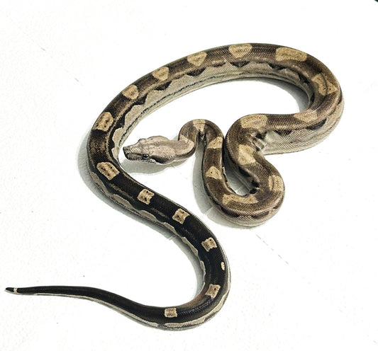 Anery Motley Boa