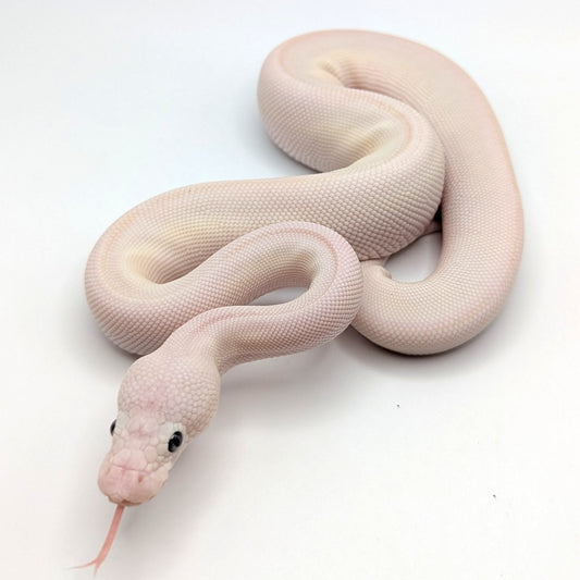 Blue Eyed Lucy (Bamboo/Lesser Mojave) -7M