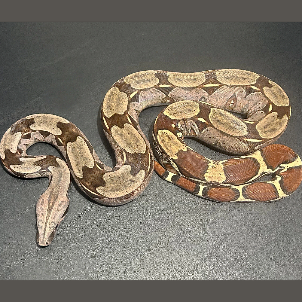 Captive Bred Guyana Boa