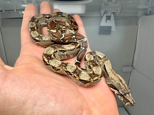 Central American Red Tail Boa