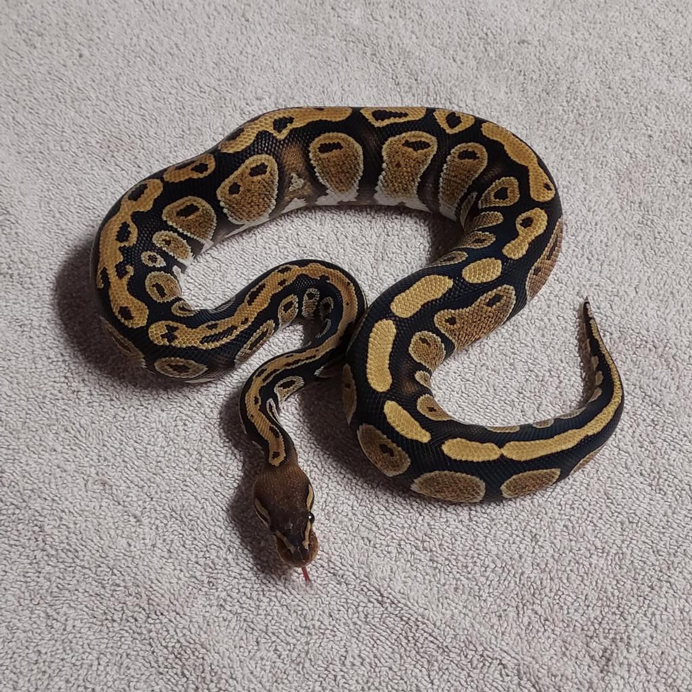 Cypress Ball Python