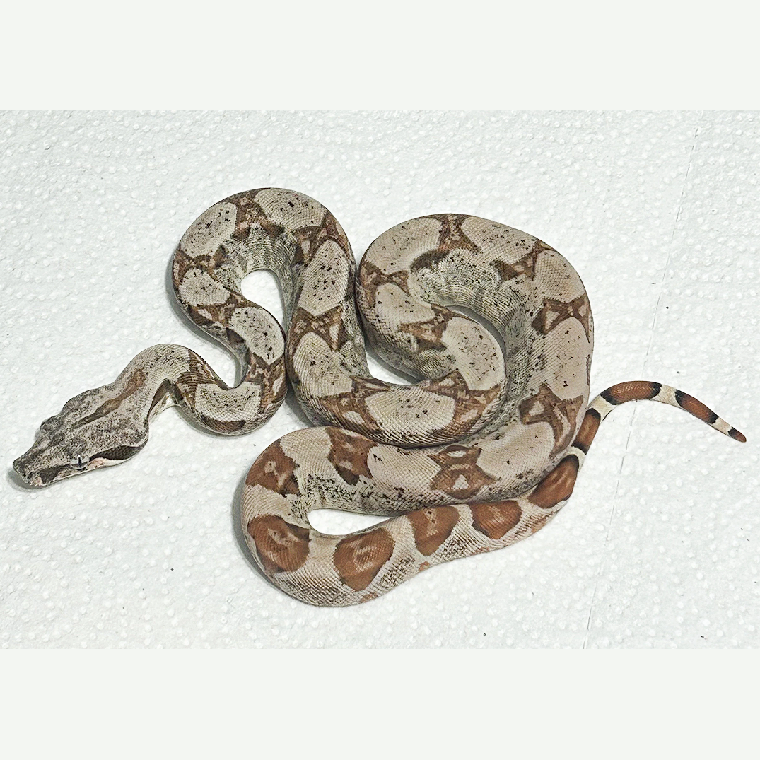 Hypo DH VPI Snow Boa