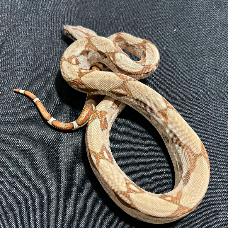 Key West Hypo 66% Het Sharp Albino