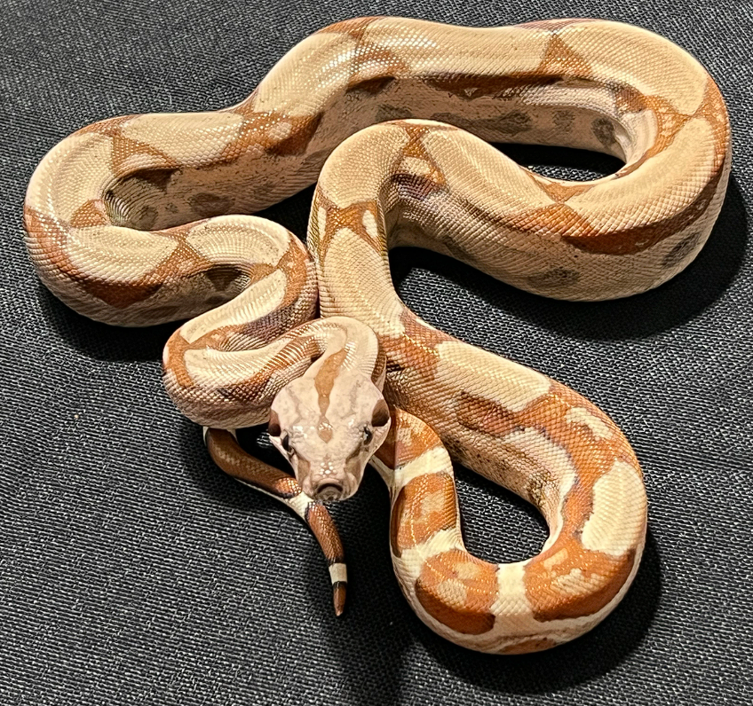 Key West Hypo 66% Het Sharp Albino