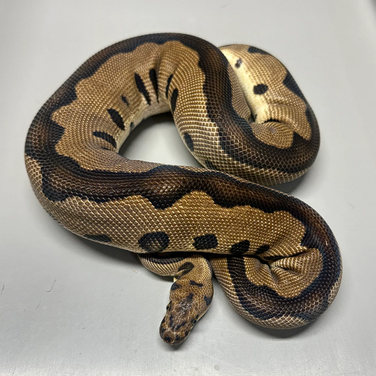 Leopard Clown Ball Python