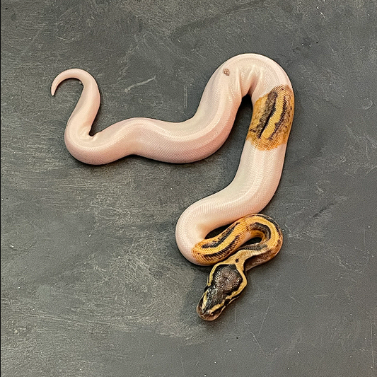 Pastel Piebald Het Clown Ball Python