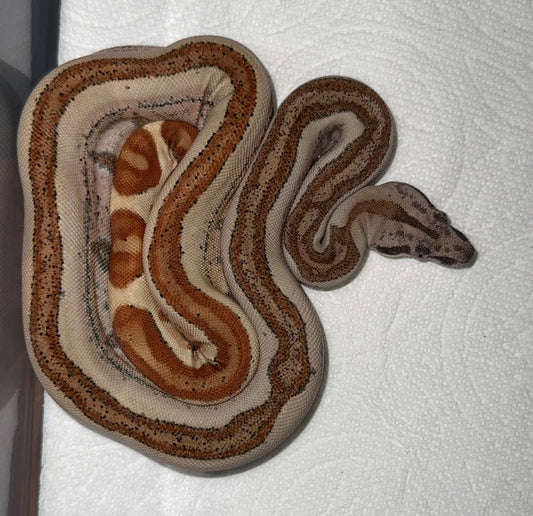 Pos Super Hypo Jungle Het Kahl Albino Het PK Stripe 50% PH Blood