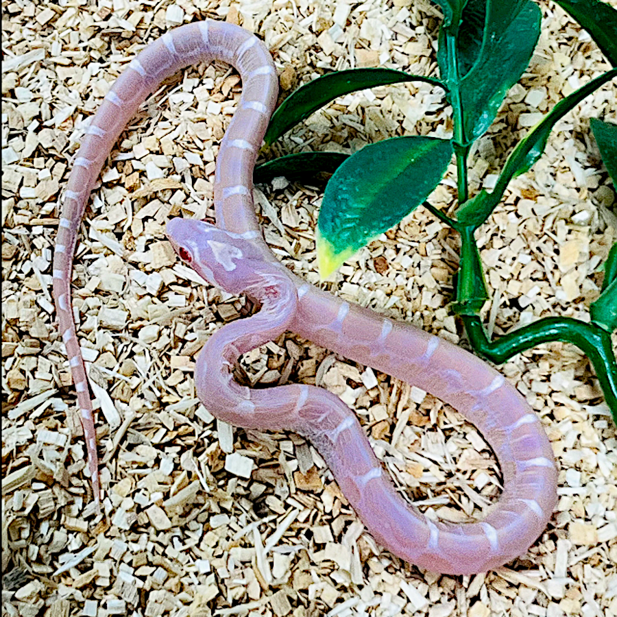 Scaleless Snow Motley Corn Snake