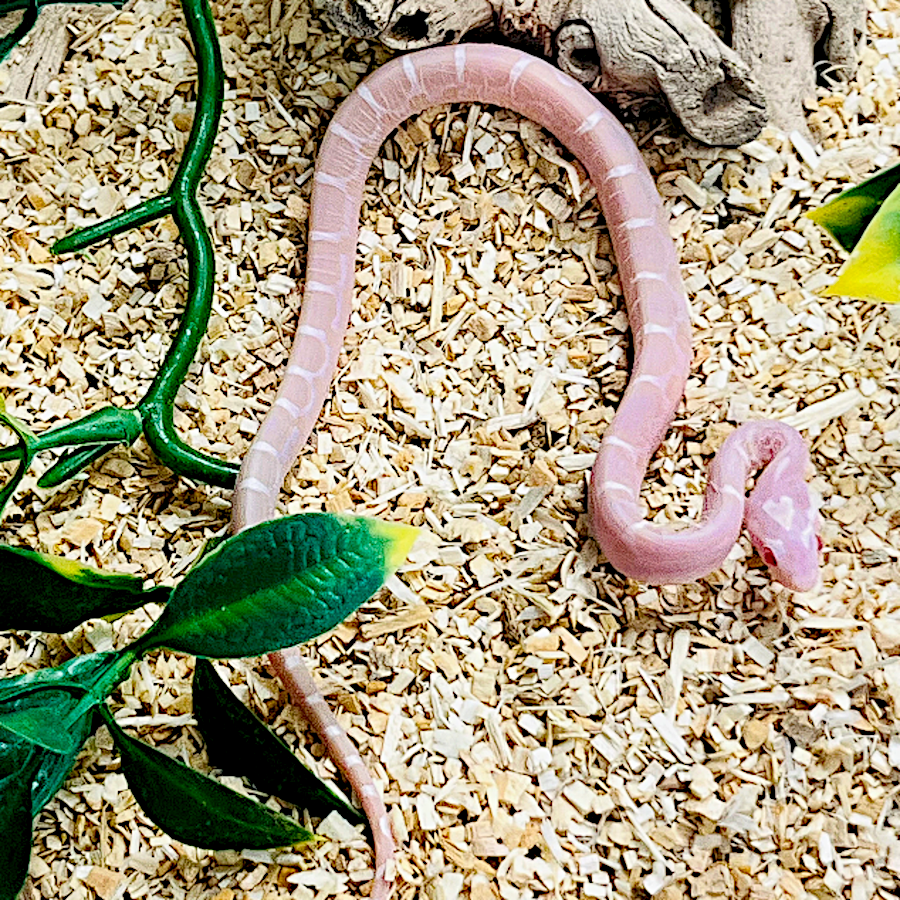 Scaleless Snow Motley Corn Snake