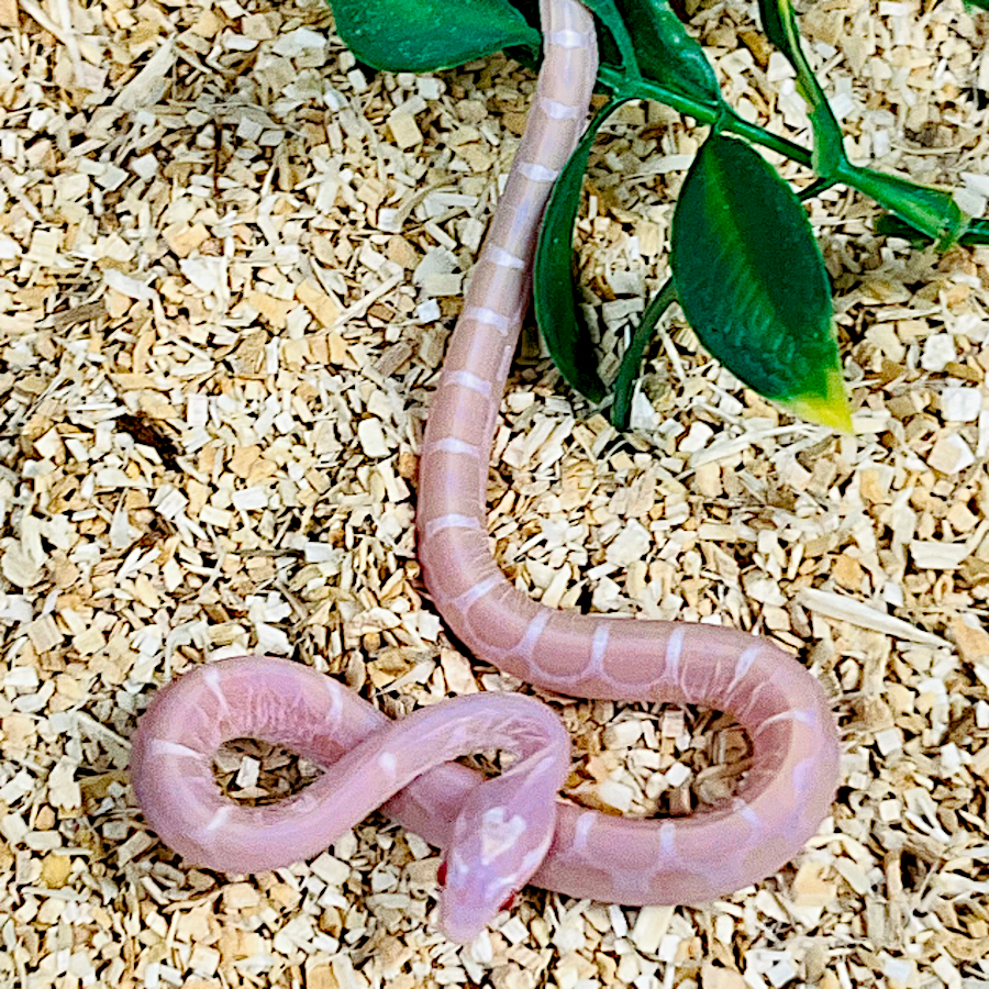 Scaleless Snow Motley Corn Snake