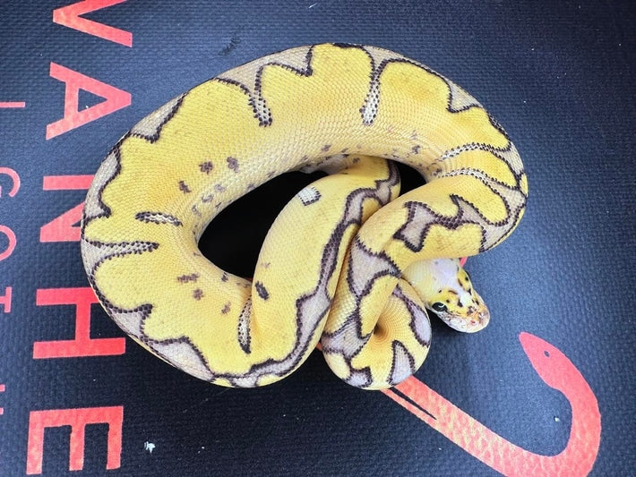 Super Pastel Enchi Pos YB Clown