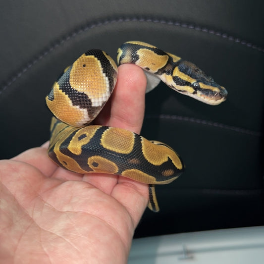 Vanilla OD Leo Het VPI Axanthic Het Pied